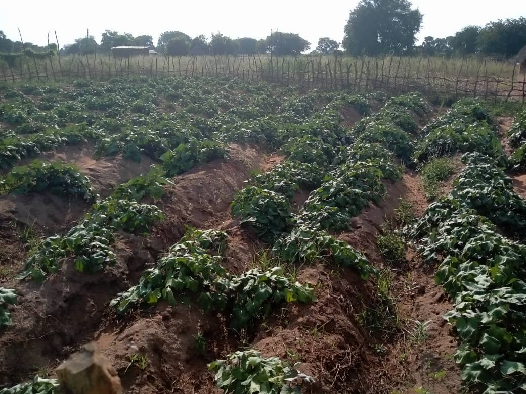 Climate-smart crop rows