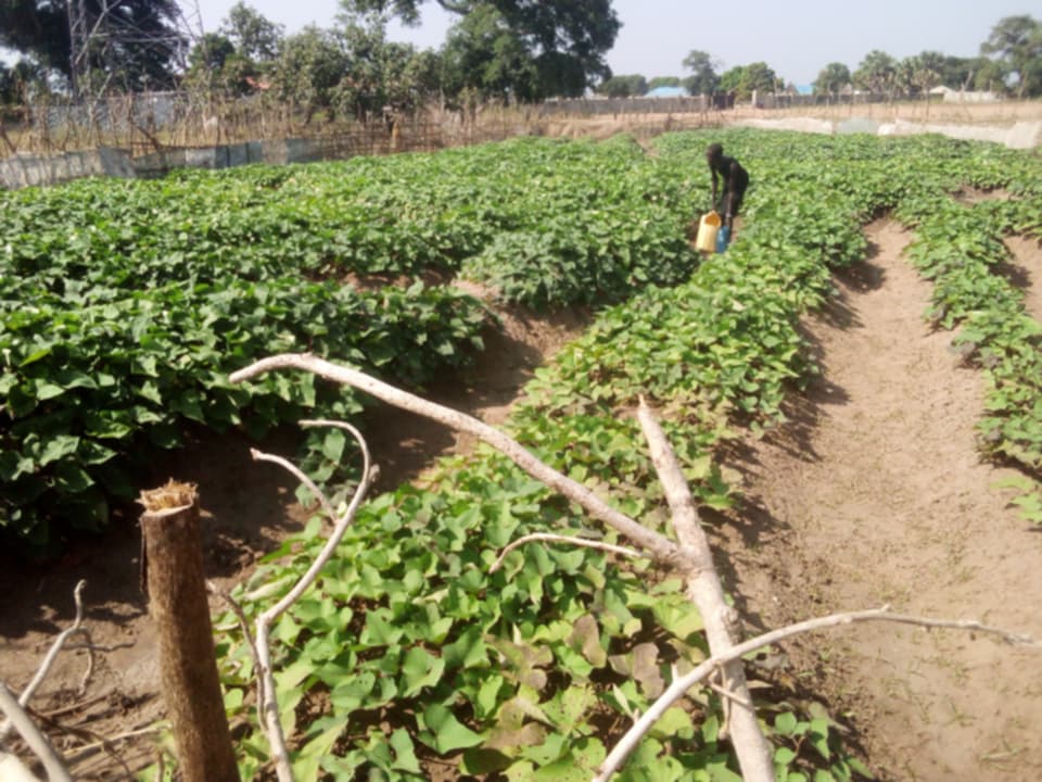 A thriving school garden in Warrap State