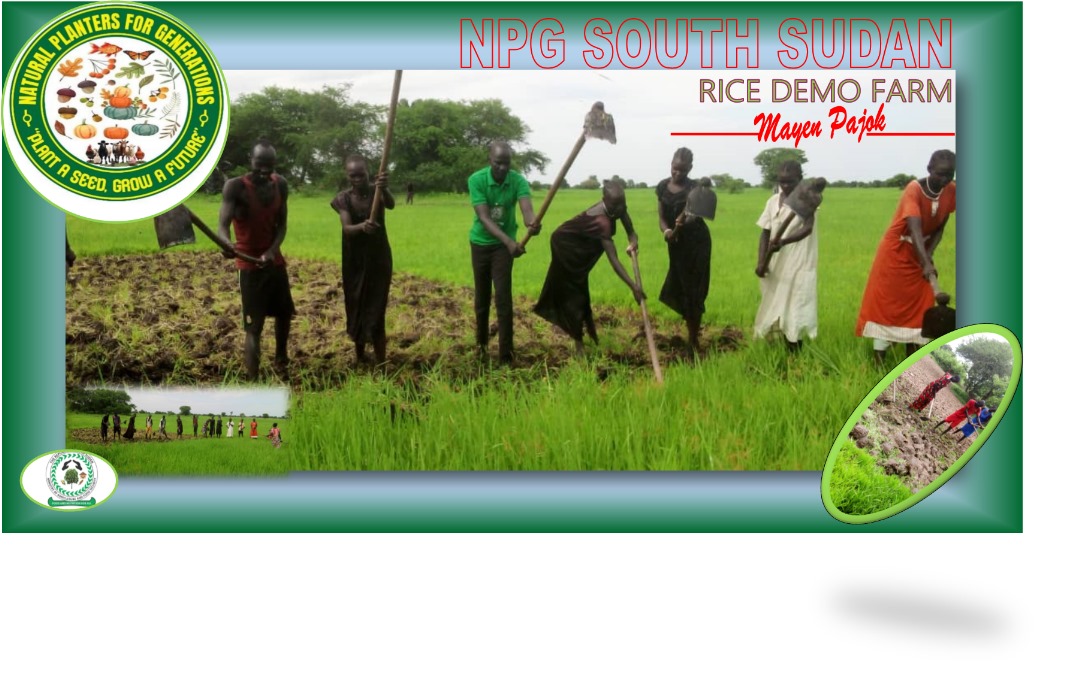 NPG Rice Demo Farm in Mayer Pajok showcasing agricultural innovation