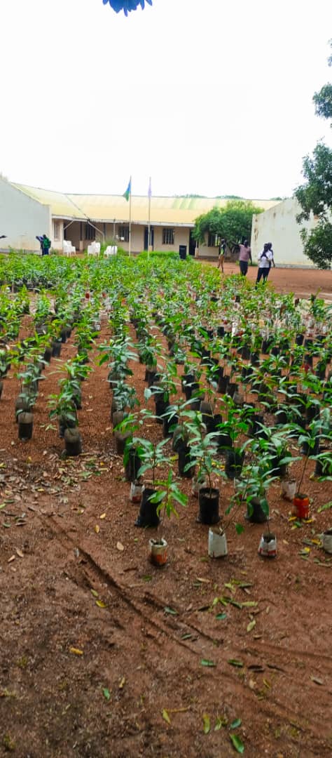 Tree nursery with rows of young plants in pots for reforestation efforts